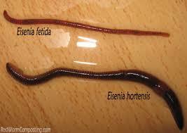 Eisinia fetida und Eisinia hortensis