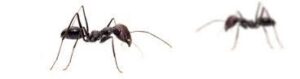 Ameisen in Ihrem Wurmbehälter